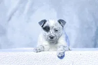 David, a male Australian Cattle Dog for sale in Paris, TX – Photo 2 of 8