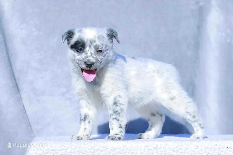 David – Australian Cattle Dog puppy for sale in Paris, TX
