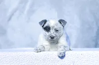 processed/d31f42ae-b6db-4533-a90c-263bb15ed0ee/listing/1ff18743-2713-4abb-8510-67d257834e88/4ec416a0-72e2-4bf6-bad9-651943479809