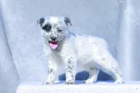 processed/d31f42ae-b6db-4533-a90c-263bb15ed0ee/listing/1ff18743-2713-4abb-8510-67d257834e88/ac171519-2386-4b48-8a50-44e37f331ff2