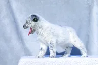 processed/d31f42ae-b6db-4533-a90c-263bb15ed0ee/listing/1ff18743-2713-4abb-8510-67d257834e88/f3a02acb-a63a-4926-b449-27ec8d848f44