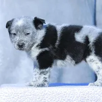 Noah2, a male Australian Cattle Dog for sale in Paris, TX – Photo 1 of 5