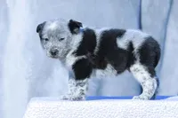 Noah, a male Australian Cattle Dog for sale in Paris, TX – Photo 1 of 5