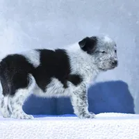 Noah2, a male Australian Cattle Dog for sale in Paris, TX – Photo 4 of 5