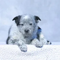 Noah2, a male Australian Cattle Dog for sale in Paris, TX – Photo 2 of 5