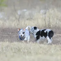 Noah2, a male Australian Cattle Dog for sale in Paris, TX – Photo 5 of 5