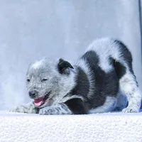 Noah2, a male Australian Cattle Dog for sale in Paris, TX – Photo 3 of 5