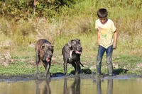 Mystic River, a female Great Dane for sale in Paris, TX – 5 of 7