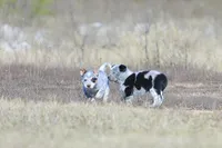 Noah, a male Australian Cattle Dog for sale in Paris, TX – Photo 3 of 8