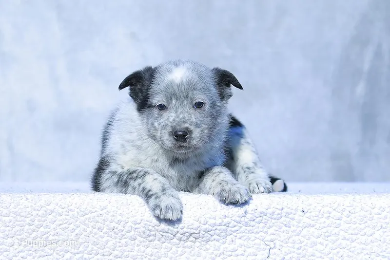 Noah, a male Australian Cattle Dog for sale in Paris, TX – Photo 1 of 8