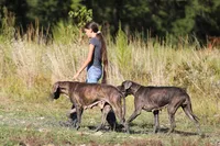 Mystic River, a female Great Dane for sale in Paris, TX – 6 of 7