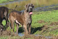 Mystic River, a female Great Dane for sale in Paris, TX – 3 of 7
