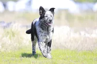Noah, a male Australian Cattle Dog for sale in Paris, TX – Photo 3 of 10
