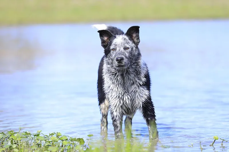 Noah – Australian Cattle Dog puppy for sale in Paris, TX
