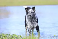 Noah, a male Australian Cattle Dog for sale in Paris, TX – Photo 1 of 10