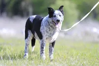 Noah, a male Australian Cattle Dog for sale in Paris, TX – Photo 2 of 10