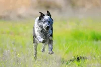 Noah, a male Australian Cattle Dog for sale in Paris, TX – Photo 9 of 10