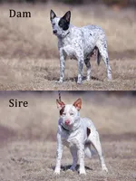 Noah, a male Australian Cattle Dog for sale in Paris, TX – Photo 10 of 10