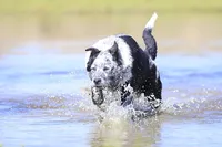 Noah, a male Australian Cattle Dog for sale in Paris, TX – Photo 6 of 10