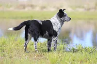 Noah, a male Australian Cattle Dog for sale in Paris, TX – Photo 4 of 10