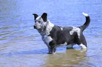 Noah, a male Australian Cattle Dog for sale in Paris, TX – Photo 5 of 10