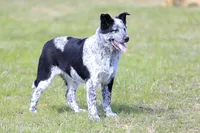 Noah, a male Australian Cattle Dog for sale in Paris, TX – Photo 7 of 10