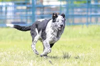 Noah, a male Australian Cattle Dog for sale in Paris, TX – Photo 8 of 10