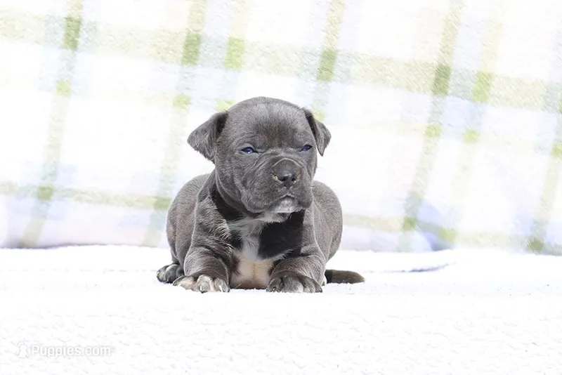 Doberdane - JayJay – Doberman Pinscher, Great Dane puppy for sale in Paris, TX