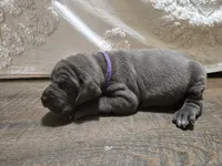 Dora 2, a female Great Dane for sale in Paris, TX – Photo 3 of 3