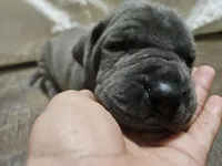 Dora 2, a female Great Dane for sale in Paris, TX – Photo 1 of 3