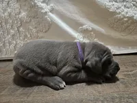 Dora 2, a female Great Dane for sale in Paris, TX – Photo 2 of 3