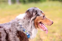 Bella, a female Australian Cattle Dog for sale in Paris, TX – 2 of 7