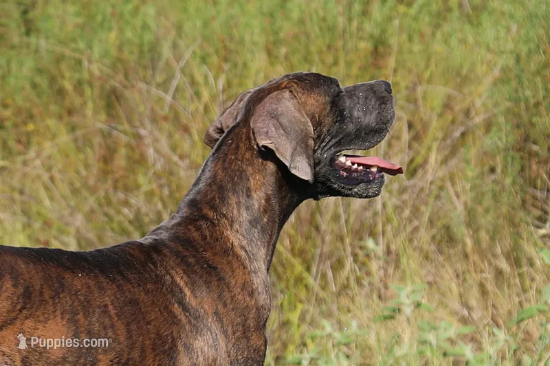 Mystic River – Great Dane puppy for sale in Paris, TX