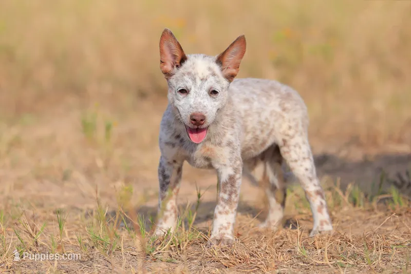 Dandelion – Australian Cattle Dog puppy for sale in Paris, TX