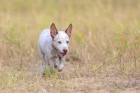 Clover, a female Australian Cattle Dog for sale in Paris, TX – 3 of 5
