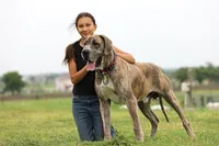 Doberdane - JayJay, a male Doberman Pinscher and Great Dane for sale in Paris, TX – Photo 7 of 7