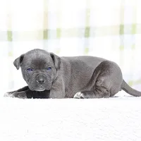 Doberdane - JayJay, a male Doberman Pinscher and Great Dane for sale in Paris, TX – Photo 2 of 7