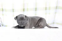 Doberdane - JayJay, a male Doberman Pinscher and Great Dane for sale in Paris, TX – Photo 2 of 7