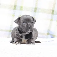 Doberdane - JayJay, a male Doberman Pinscher and Great Dane for sale in Paris, TX – Photo 1 of 7