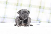 Doberdane - JayJay, a male Doberman Pinscher and Great Dane for sale in Paris, TX – Photo 1 of 7