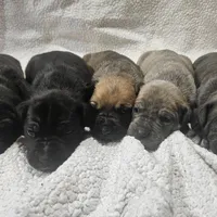 Doberdane - JayJay, a male Doberman Pinscher and Great Dane for sale in Paris, TX – Photo 5 of 7