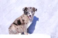 Macaroon 2, a male Miniature Australian Shepherd for sale in Paris, TX – Photo 2 of 5