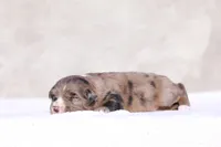 Macaroon 2, a male Miniature Australian Shepherd for sale in Paris, TX – Photo 5 of 5