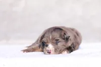 Macaroon 2, a male Miniature Australian Shepherd for sale in Paris, TX – Photo 4 of 5