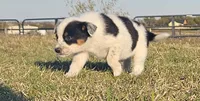 Viola, a female Australian Cattle Dog and Australian Shepherd for sale in Paris, TX – Photo 5 of 5