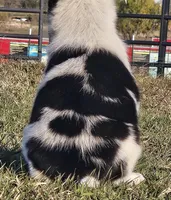 Viola, a female Australian Cattle Dog and Australian Shepherd for sale in Paris, TX – Photo 3 of 5