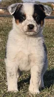 Viola, a female Australian Cattle Dog and Australian Shepherd for sale in Paris, TX – Photo 2 of 5