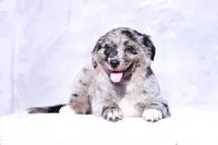 Muffin2, a female Miniature Australian Shepherd for sale in Paris, TX – Photo 1 of 6