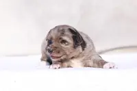 Muffin2, a female Miniature Australian Shepherd for sale in Paris, TX – Photo 4 of 6