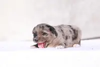 Muffin2, a female Miniature Australian Shepherd for sale in Paris, TX – Photo 5 of 6